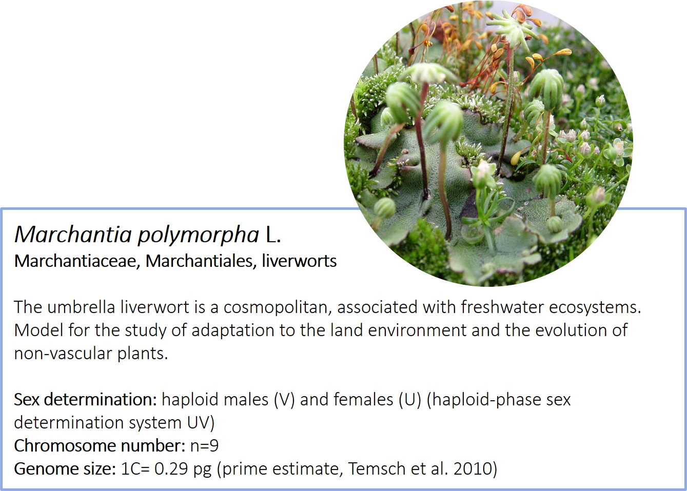 Marchantia polymorpha